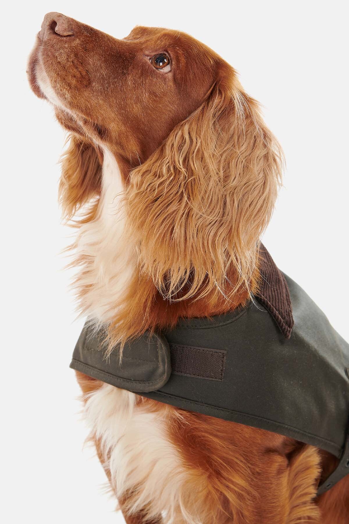 Barbour Cappotto per cani cerato Olive Uomo WP Store