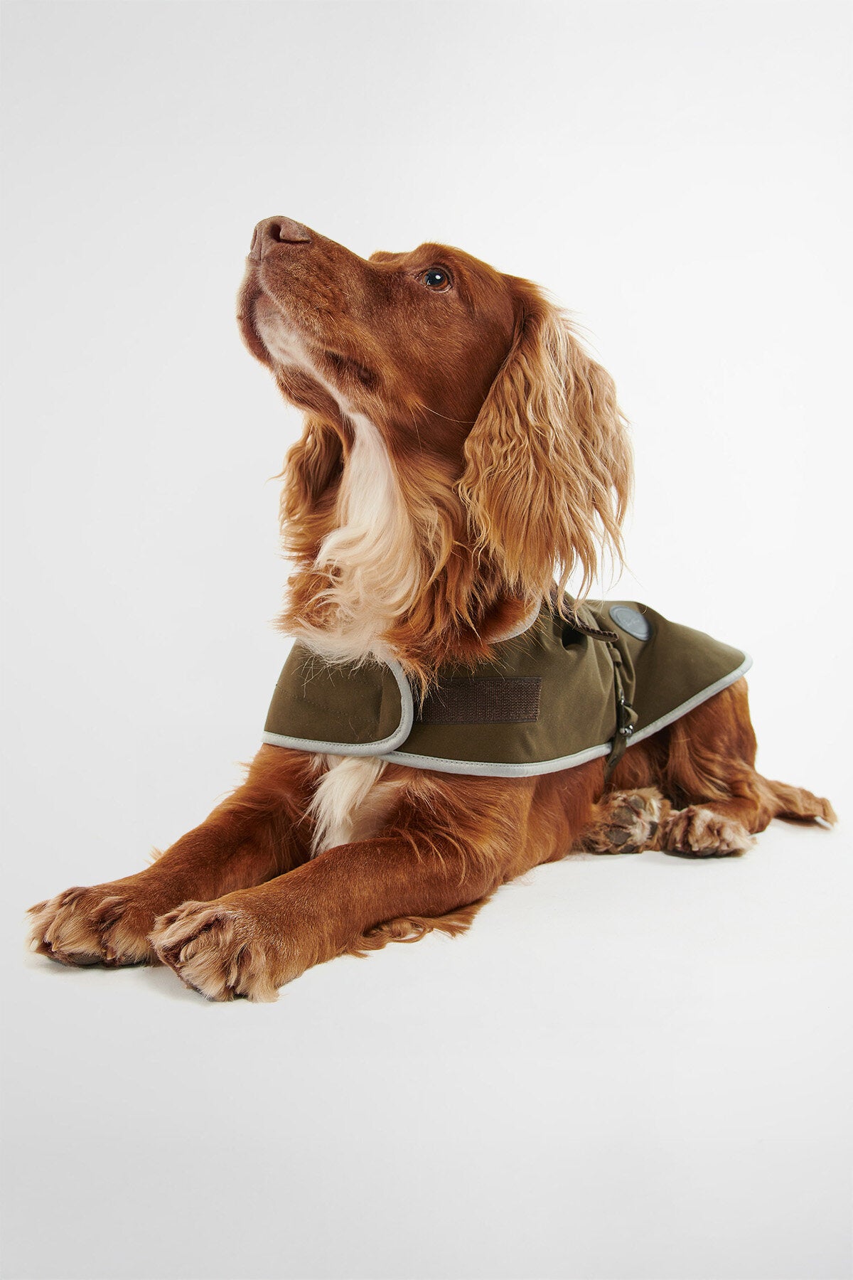 Appendini per vestiti per cani,Appendini per vestiti per cani - Porta abiti per animali domestici antiscivolo in legno - 2 clip multifunzione per appendiabiti per piccoli animali domestici, organizer Appendini per vestiti per cani,Appendini per vestiti per cani - Porta abiti per animali domestici antiscivolo in legno - 2 clip multifunzione per appendiabiti per piccoli animali domestici, organizer